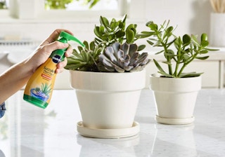 a person giving succulents plant food