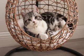 Cat laying in hanging egg chair stock photo