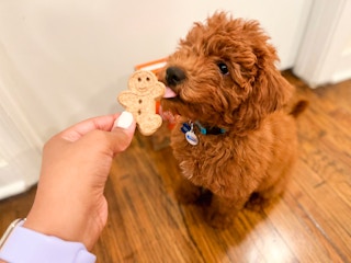 amazon buddy biscuits img 8376 2 1661523655 1661523655