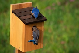 #1 Bestselling Birdhouse, Just $18.35 on Amazon (Reg. $26) card image