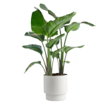 White Bird of Paradise Plant
