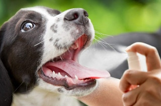 Arm & Hammer dental spray being sprayed