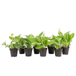 Pothos House Plant 8-Pack