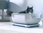 a cat sitting in a smart litter box