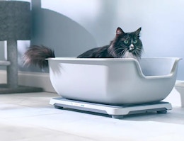 The $130 Purina Petivity Smart Litter Box Is Now $91 on Amazon card image