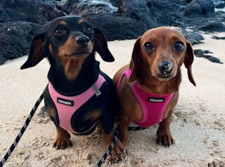 dog harness amazon 1683051119 1683051119