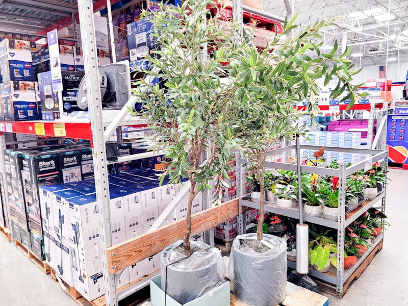 sams-club-plants-7