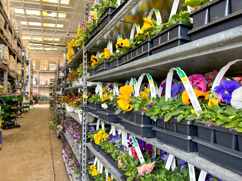 home-depot-annuals-flowers-kcl