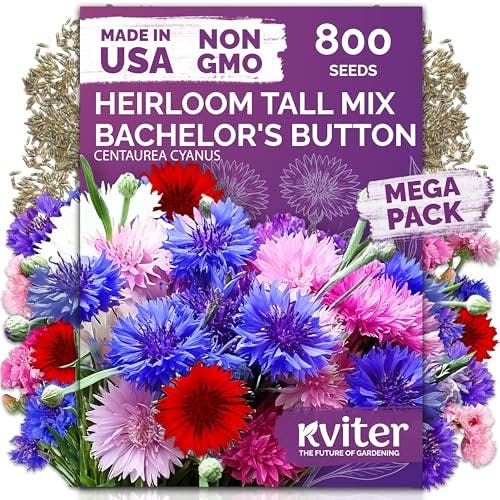 Bachelor Button Seeds