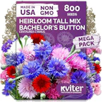 Bachelor Button Seeds