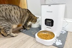 a cat next to an automatic pet feeder