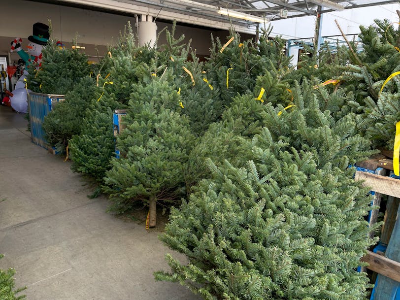 Is There a Christmas Tree Shortage This Year? The Krazy Coupon Lady