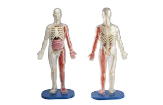 amazon squishy human body 2022 2 1653677676 1653677676
