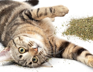 SmartyKat Organic Catnip