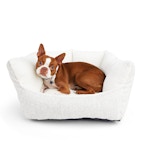 Orthopedic Dog Bed