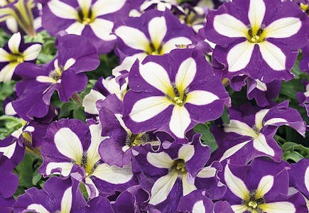 Girl Next Door Petunia Plants