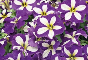 Girl Next Door Petunia Plants