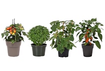 Girl Next Door Live Plants