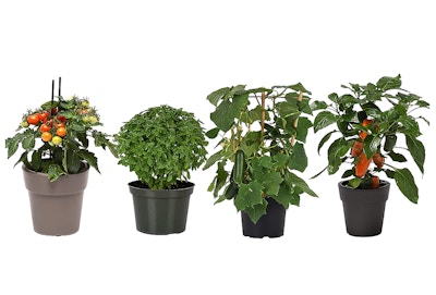 Girl Next Door Live Plants