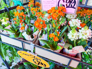 trader-joes-floral-10
