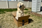 a golden retriever sitting in an amazon box