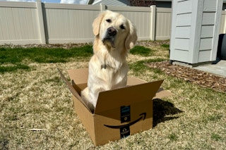 a golden retriever sitting in an amazon box