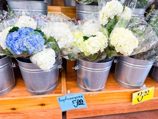 trader-joes-hydrangea-3