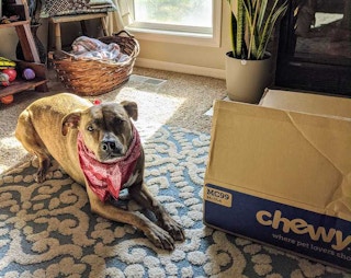 Dog sitting next to a chewy.com box wearing a bandana.