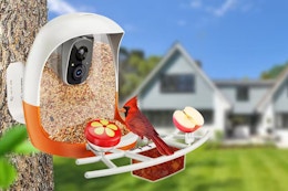 This Smart Bird Feeder Drops to Only $49.99 After 50% Off Amazon Promo Code card image