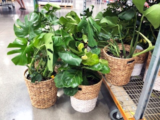costco-indoor-tropical-plants-2020-4