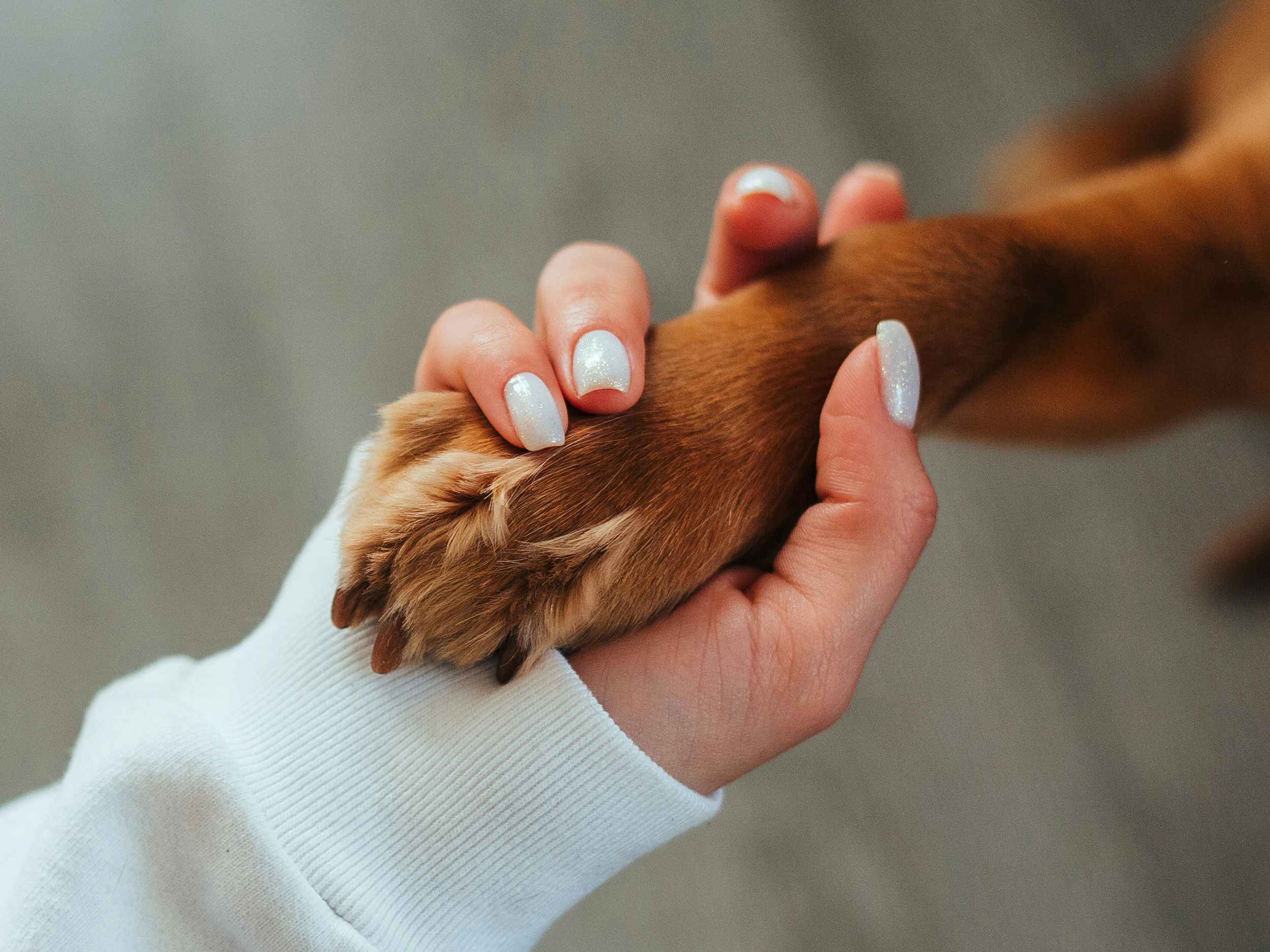 persons hand holding a dogs paw