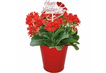Valentine's Day Kalanchoe