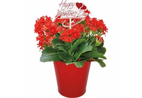 Valentine's Day Kalanchoe