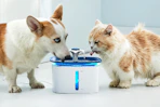 Walmart pet water fountain