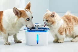 Deal Ends Tonight: Pet Water Fountain, Only $17 at Walmart (Reg. $40) card image