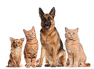 Dogs and cats1
