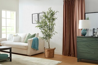 olive-tree-amazon