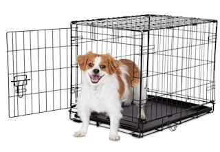 dog in a crate