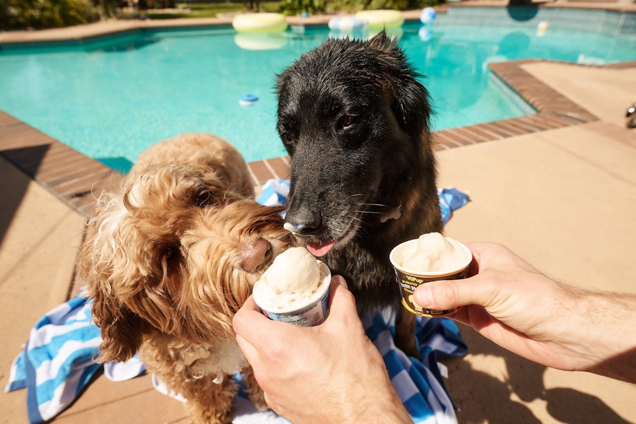Petco free doggie ice cream giveaway 