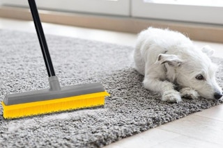 a dog near a rubber broom