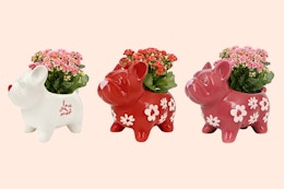 target frenchie planters