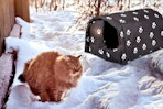 Lifestyle image of an outdoor cat shelter in the snow with an orange cat next to it