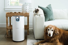 This $330 Shark Air Purifier Drops to $169.99 for Early Prime Day Deals  card image