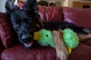 a dog playing with a duck toy