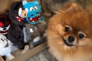 a pomeranian near dog toys
