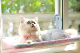 Cat Window Perch, Just $14.69 After Amazon Promo Code  card image