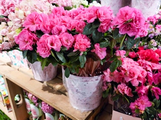 kroger-bloom-haus-flowers-7-sv