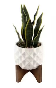 Faux Snake Plant