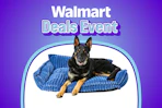 Stock photo of blue large dog sofa