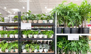 plants on a shelf at costco